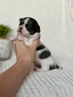 Drax, a male Chihuahua for sale in Beaumont, TX – 2 of 6