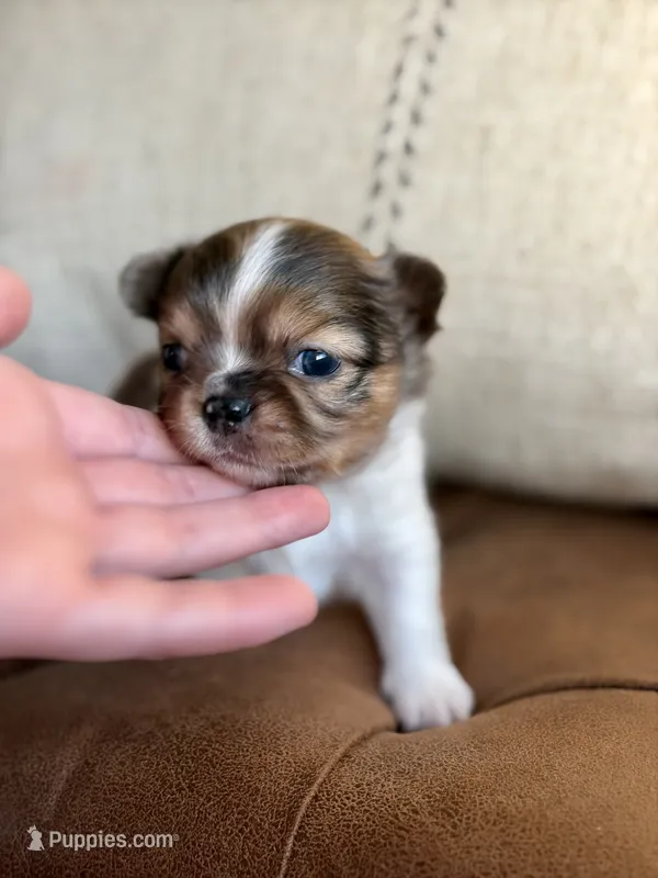 Milo – Chihuahua puppy for sale in Beaumont, TX