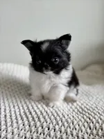 Mighty, a male Chihuahua for sale in Beaumont, TX – 4 of 5