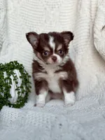 Dutch, a male Chihuahua for sale in Beaumont, TX – 4 of 6