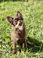 AKC - Rocky , a male Chihuahua for sale in Beaumont, TX – 5 of 8