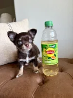Astro, a  Chihuahua for sale in Beaumont, TX – 5 of 5