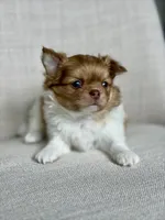 Max - blue eyes , a male Chihuahua for sale in Beaumont, TX – 2 of 7