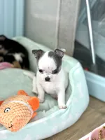 AKC Gamora , a female Chihuahua for sale in Beaumont, TX – 1 of 7