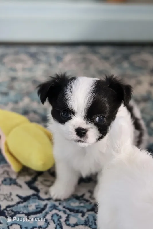 Oreo – Chihuahua puppy for sale in Beaumont, TX