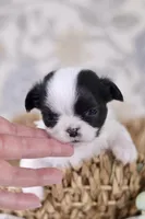 Oreo, a male Chihuahua for sale in Fannett, TX – Photo 2 of 6