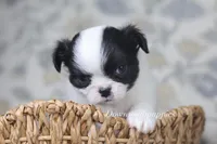 Oreo, a male Chihuahua for sale in Beaumont, TX – Photo 2 of 3