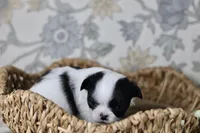 Oreo, a male Chihuahua for sale in Fannett, TX – Photo 4 of 6