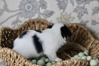 Oreo, a male Chihuahua for sale in Fannett, TX – Photo 5 of 6