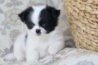 Oreo, a male Chihuahua for sale in Beaumont, TX – Photo 8 of 10