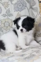 Oreo, a male Chihuahua for sale in Beaumont, TX – Photo 1 of 10