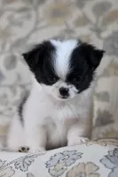 Oreo, a male Chihuahua for sale in Beaumont, TX – Photo 10 of 10