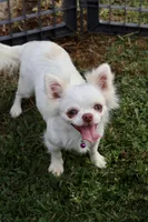 Oreo, a male Chihuahua for sale in Beaumont, TX – Photo 4 of 10