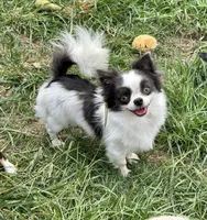 Oreo, a male Chihuahua for sale in Beaumont, TX – Photo 2 of 10