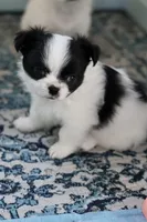 Oreo, a male Chihuahua for sale in Beaumont, TX – Photo 3 of 10