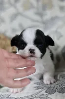 Oreo, a male Chihuahua for sale in Fannett, TX – Photo 3 of 6