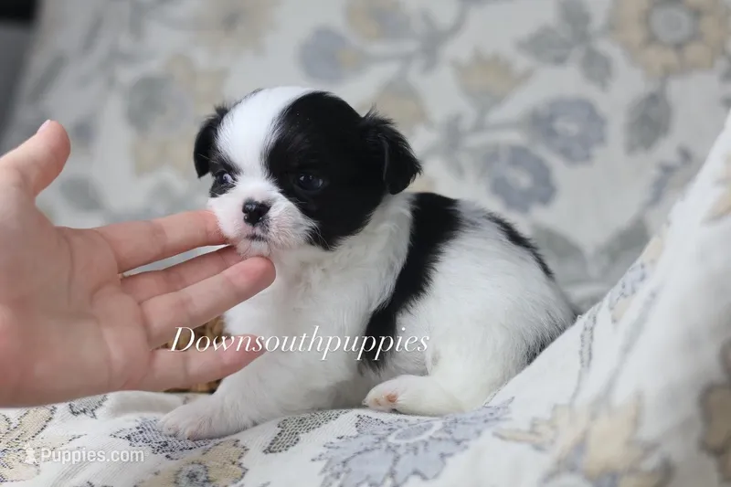 Oreo – Chihuahua puppy for sale in Fannett, TX