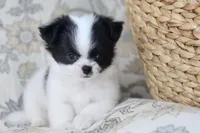 Oreo, a male Chihuahua for sale in Beaumont, TX – Photo 9 of 10