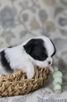 Oreo, a male Chihuahua for sale in Fannett, TX – Photo 6 of 6