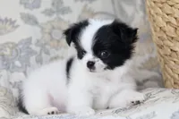 Oreo, a male Chihuahua for sale in Beaumont, TX – Photo 5 of 10