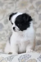 Oreo, a male Chihuahua for sale in Beaumont, TX – Photo 6 of 10