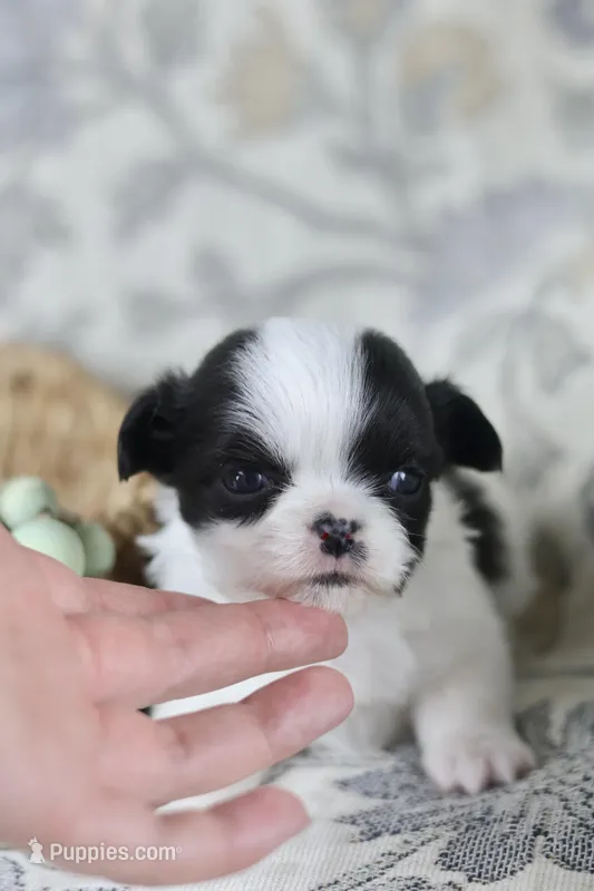 Oreo – Chihuahua puppy for sale in Fannett, TX