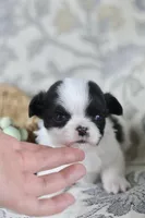 Oreo, a male Chihuahua for sale in Fannett, TX – Photo 1 of 6