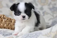 Oreo, a male Chihuahua for sale in Beaumont, TX – Photo 3 of 3