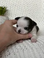 Gamora , a female Chihuahua for sale in Beaumont, TX – 7 of 8