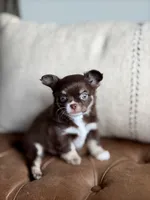 Scout, a male Chihuahua for sale in Beaumont, TX – 7 of 10