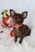 AKC Choc Girl, a female Chihuahua for sale in Fannett, TX – Photo 7 of 7