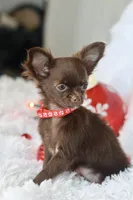 AKC Choc Girl, a female Chihuahua for sale in Fannett, TX – Photo 6 of 7