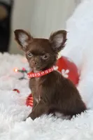 AKC Choc Girl, a female Chihuahua for sale in Fannett, TX – Photo 4 of 7