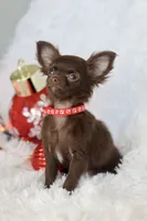 AKC Choc Girl, a female Chihuahua for sale in Fannett, TX – Photo 2 of 7