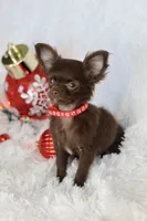 AKC Choc Girl, a female Chihuahua for sale in Fannett, TX – Photo 3 of 7