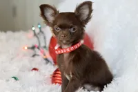 AKC Choc Girl, a female Chihuahua for sale in Fannett, TX – Photo 5 of 7