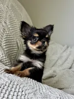 Milo, a male Chihuahua for sale in Beaumont, TX – 5 of 6