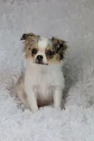 Violet CKC, a female Chihuahua for sale in Beaumont, TX – Photo 9 of 10