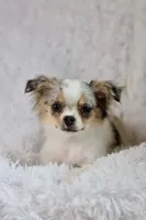 Violet CKC, a female Chihuahua for sale in Beaumont, TX – Photo 6 of 10