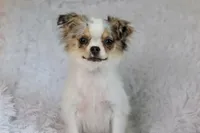 Violet CKC, a female Chihuahua for sale in Beaumont, TX – Photo 5 of 10