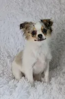 Violet CKC, a female Chihuahua for sale in Beaumont, TX – Photo 3 of 10