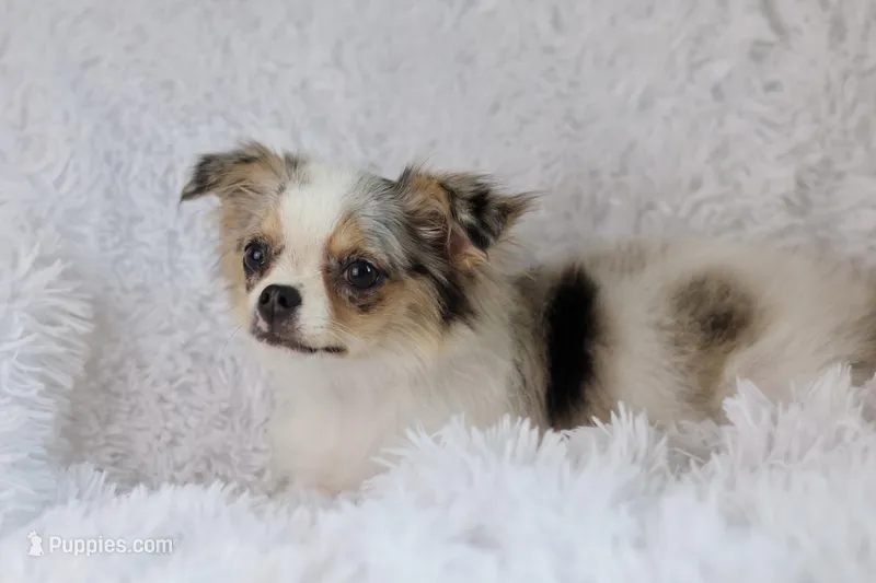 Violet CKC – Chihuahua puppy for sale in Beaumont, TX