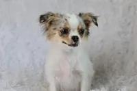 Violet CKC, a female Chihuahua for sale in Beaumont, TX – Photo 8 of 10