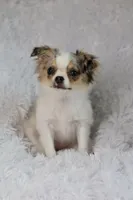 Violet CKC, a female Chihuahua for sale in Beaumont, TX – Photo 4 of 10