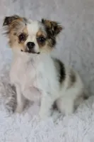 Violet CKC, a female Chihuahua for sale in Beaumont, TX – Photo 2 of 10