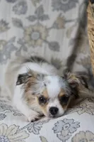 Violet CKC, a female Chihuahua for sale in Beaumont, TX – Photo 7 of 10