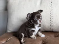 Scout, a male Chihuahua for sale in Beaumont, TX – 5 of 10