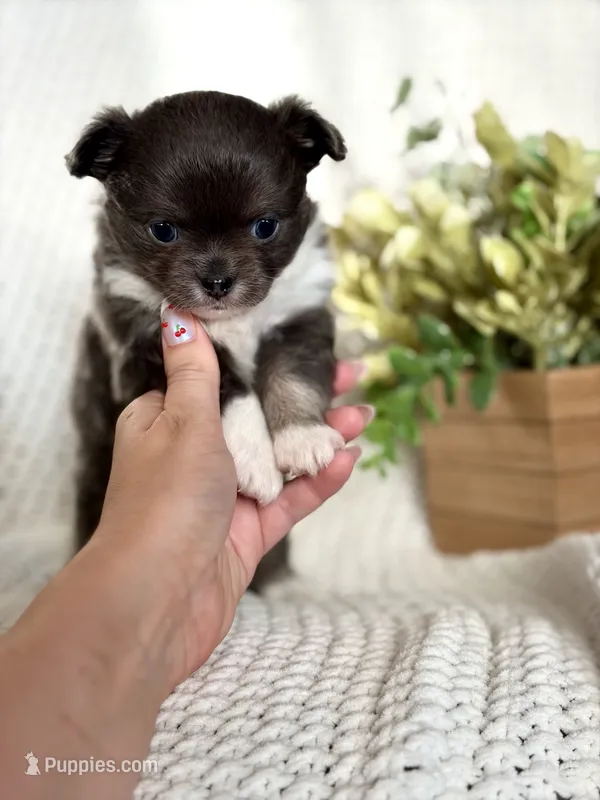 Blue  – Chihuahua puppy for sale in Beaumont, TX
