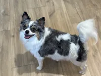 Hazel , a female Chihuahua for sale in Beaumont, TX – 4 of 7