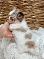 Blair , a female Chihuahua for sale in Beaumont, TX – 2 of 3
